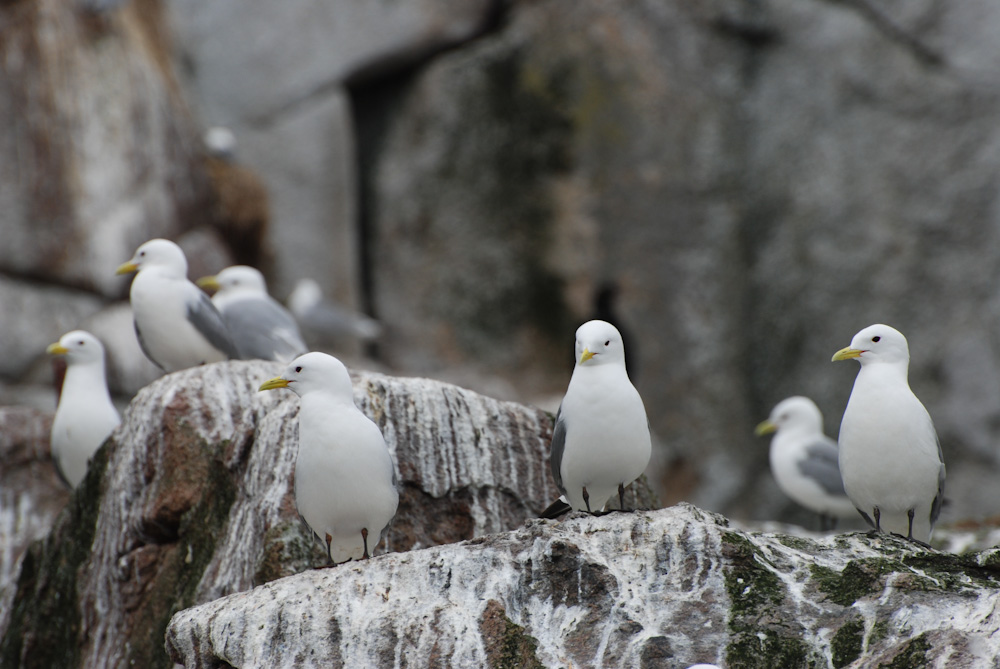 Black-legged kittiwake